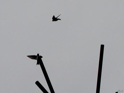 Sparrows in flight.jpg(186)