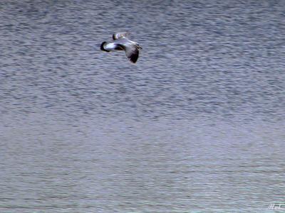 A Gull in flight.jpg(169)
