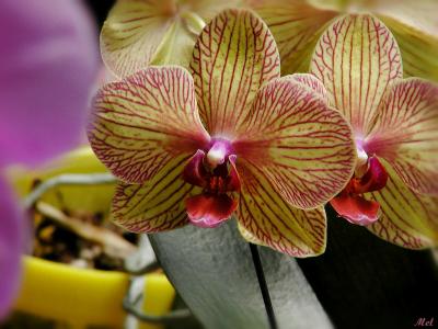 Orchid 1.jpg(421)