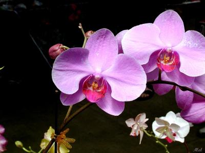 Orchid 2.jpg(283)
