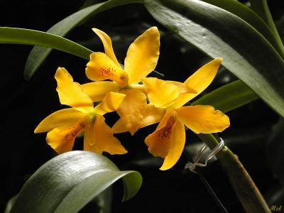 Orchid 3.jpg(274)