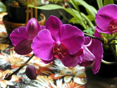 Orchid 4.jpg(266)