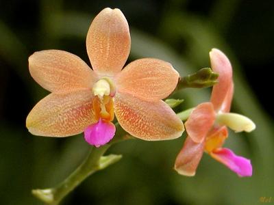 Orchid 5.jpg(444)