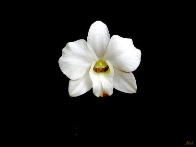 Orchid 6.jpg(290)