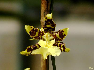 Orchid 7.jpg(248)