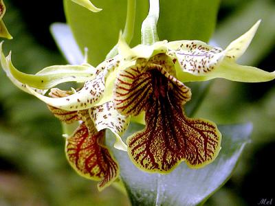 Orchid 8.jpg(360)