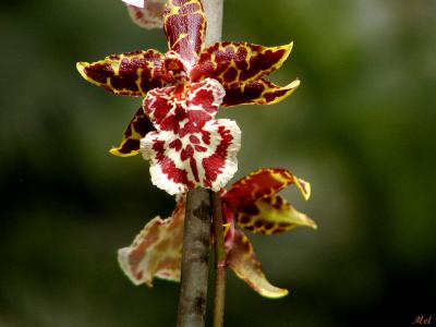 Orchid on a stick.jpg(294)