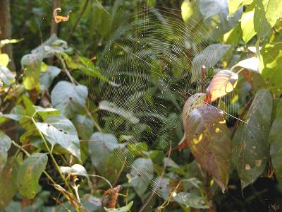 Spiders and webs