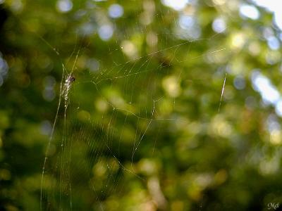 Spiderweb2.jpg