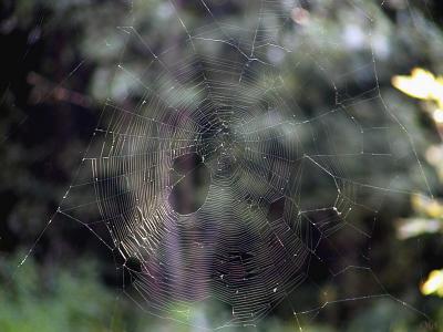 Spiderweb4.jpg