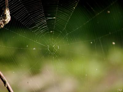 Spiderweb5.jpg