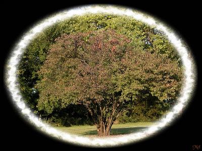 View of a tree.jpg(209)