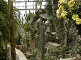 Cacti.jpg(339)