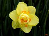 Daffodil.jpg (567)