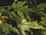 Leaves with veins.jpg(116)
