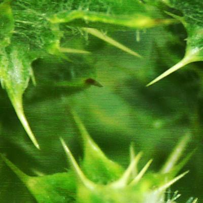 u44/mtf_foto_studies/medium/28515196.thorns_by_AlexMoore.jpg