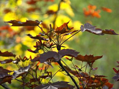 u44/mtf_foto_studies/medium/28535940.05_spring_chaos.jpg