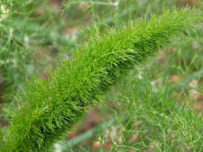 Fractal Fern by Slartibartfast