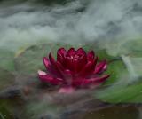 MC28: Water Plants – From My Pond by ?mark