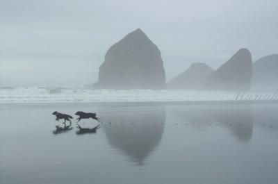 Fog Dogs
