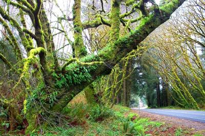 Green Arches