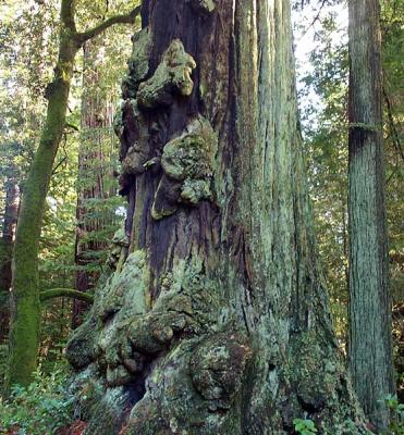 Redwood Burl