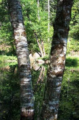 Double Vision Alders