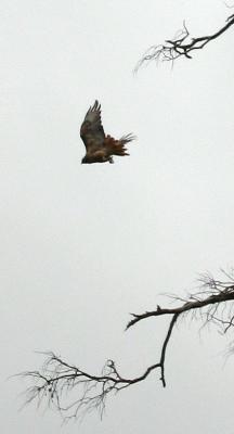 Hawk Dive