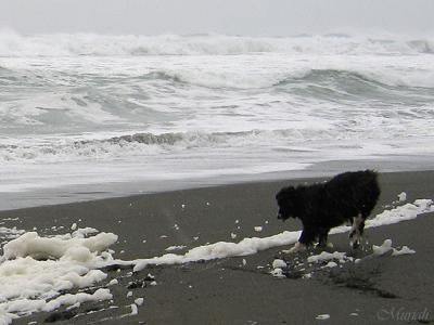 Snazzy Spindrift Chase (03-01-05)