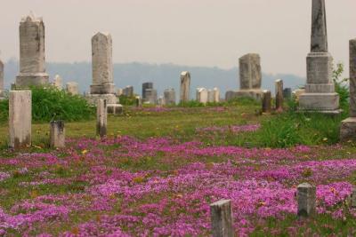 Cemetery and Flowers
