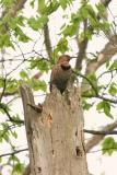 Northern Flicker