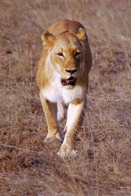 Lioness walking