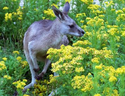 Kangaroo in flowers