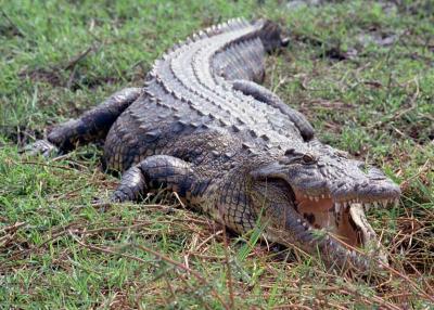 u44/mytmoss/medium/28320245.Croc.jpg