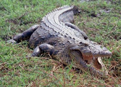 Crocodile