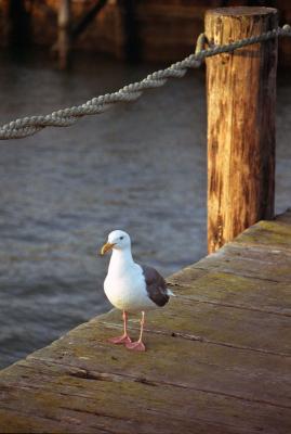 Gull on Dock
