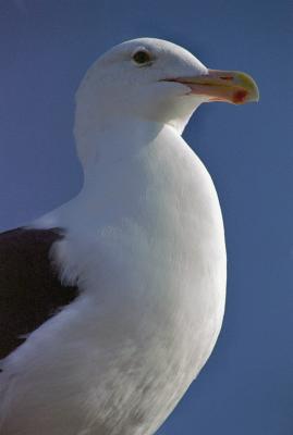 Gull