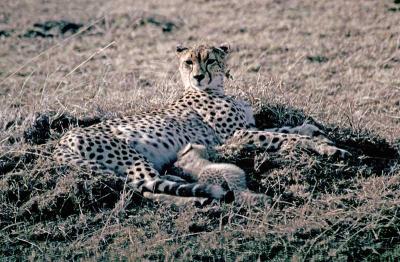 Nursing Cheetah