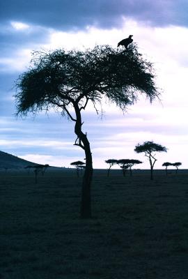 Lone Vulture