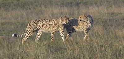 u44/mytmoss/medium/34355593.PhindaCheetah3.jpg