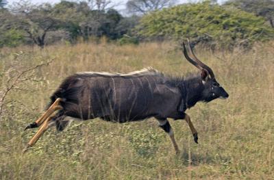 Male Nyala