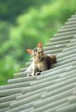 Cat on Roof