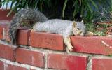 Neighborhood squirrel