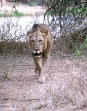 Male lion taking a walk