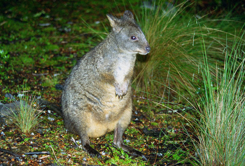 Rock Wallaby