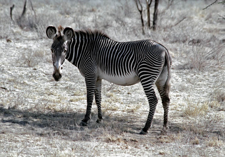 Grevvy Zebra