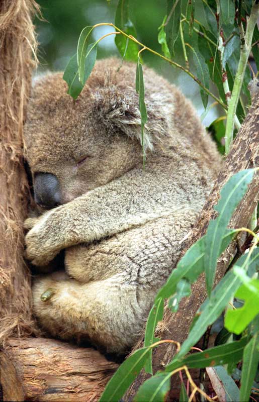 Koala