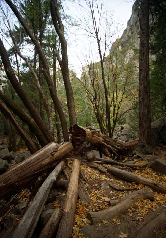 Fallen Logs