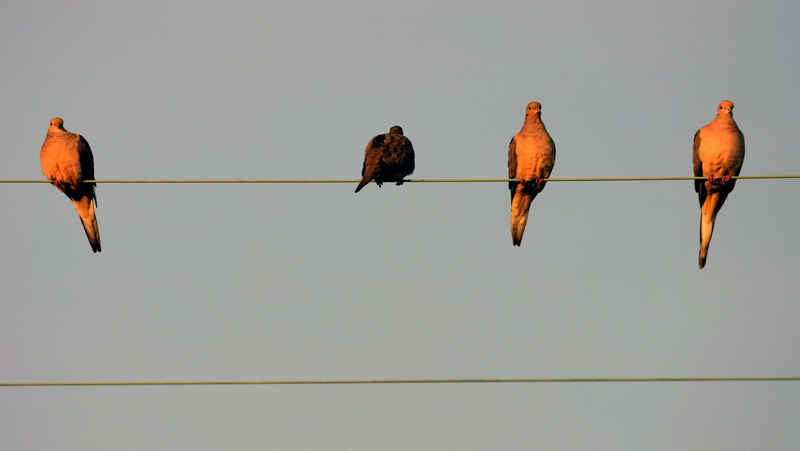Backyard Birds