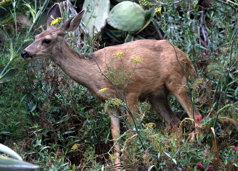 Catalina Deer